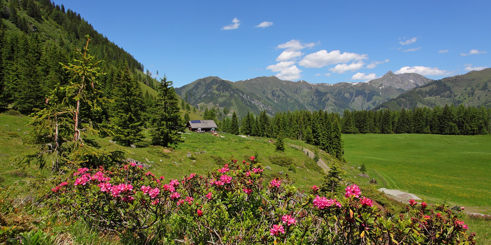 Wanderung im Frühling mit blühenden Almrausch-Feldern beim Sommerurlaub im Großarltal, dem Tal der Almen